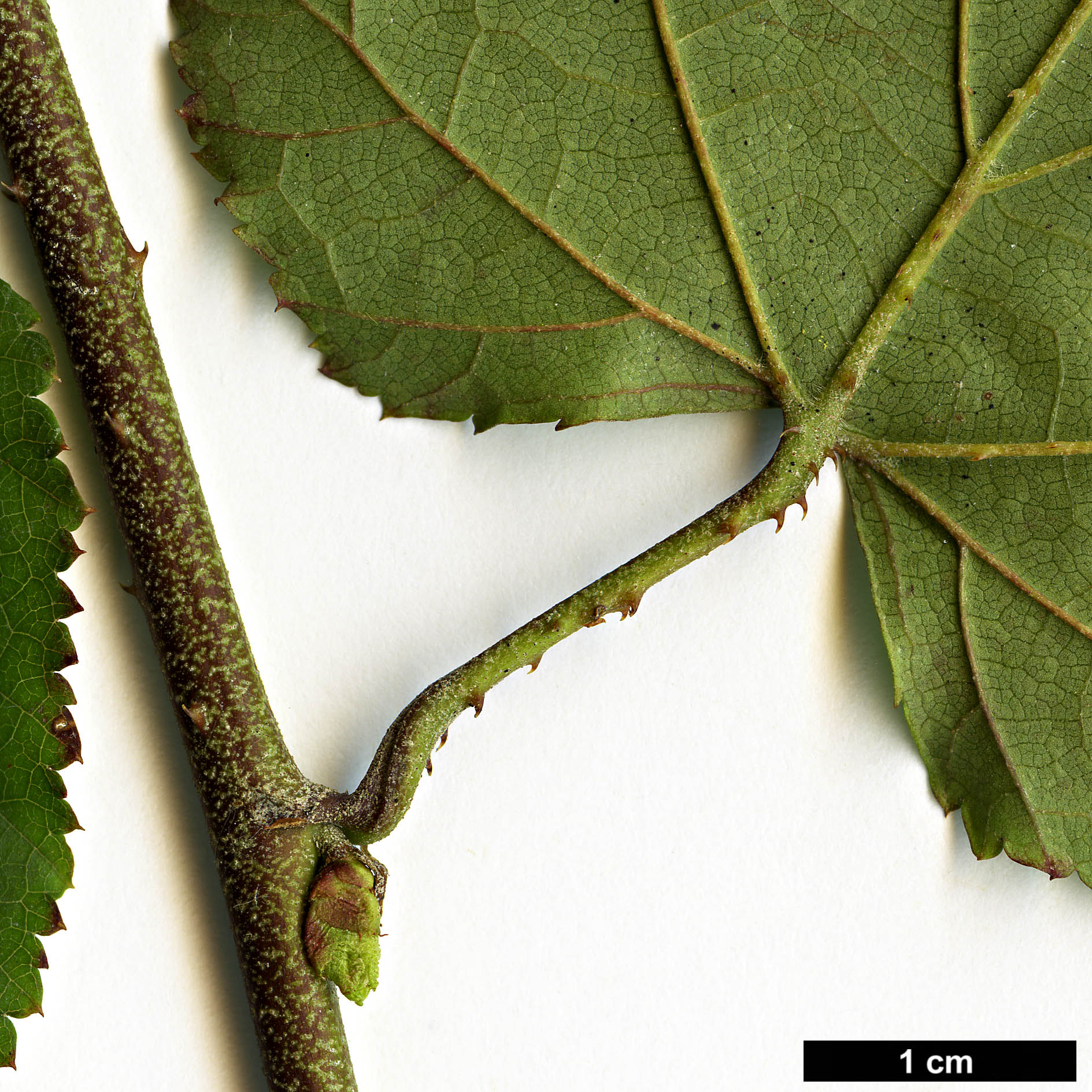 High resolution image: Family: Rosaceae - Genus: Rubus - Taxon: lambertianus - SpeciesSub: var. morii